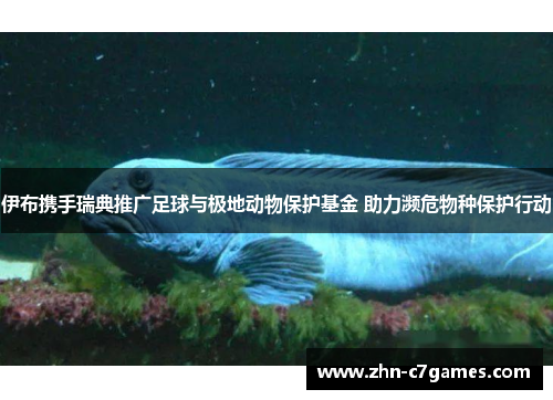 伊布携手瑞典推广足球与极地动物保护基金 助力濒危物种保护行动